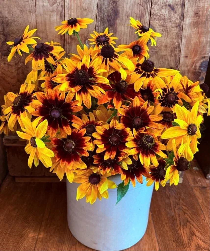 Gloriosa Daisy Seeds - 1000 Non-GMO Heirloom Rudbeckia Hirta Perennial Flower Seeds for Garden, Borders, and Wildflower Gardens