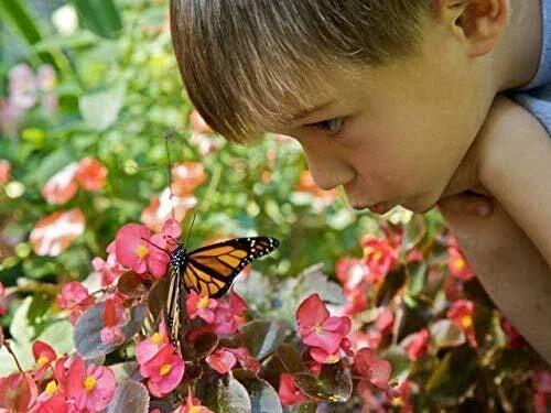 Outdoor STEM Kit - Perennial Wildflowers for Hummingbirds & Monarch Butterflies