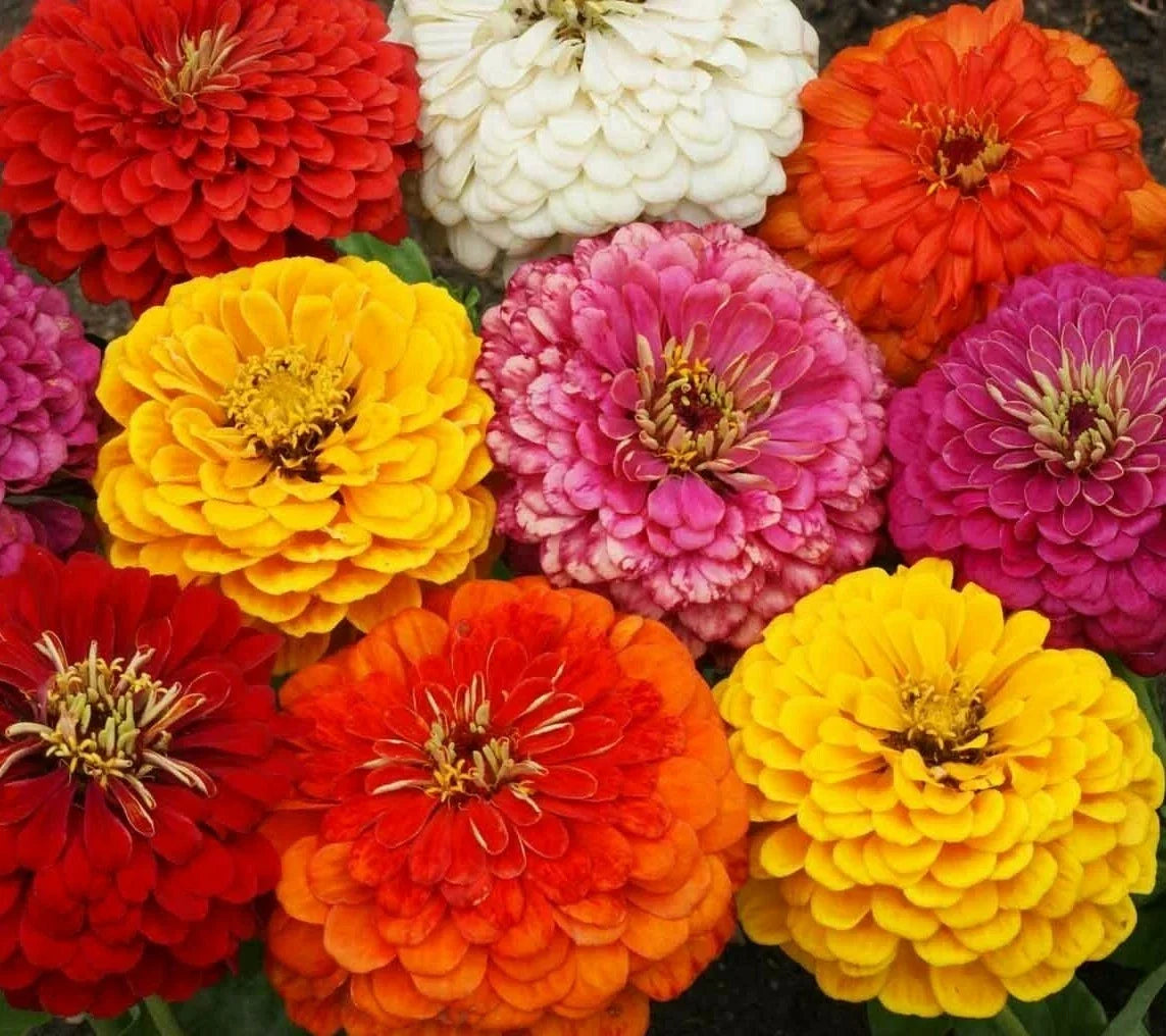 Zinnia Dahlia Flowered Mix Seeds - 100+ Annual Flowers for Pollinator Gardens, Bright Colors, Easy to Grow, Zinnia elegans