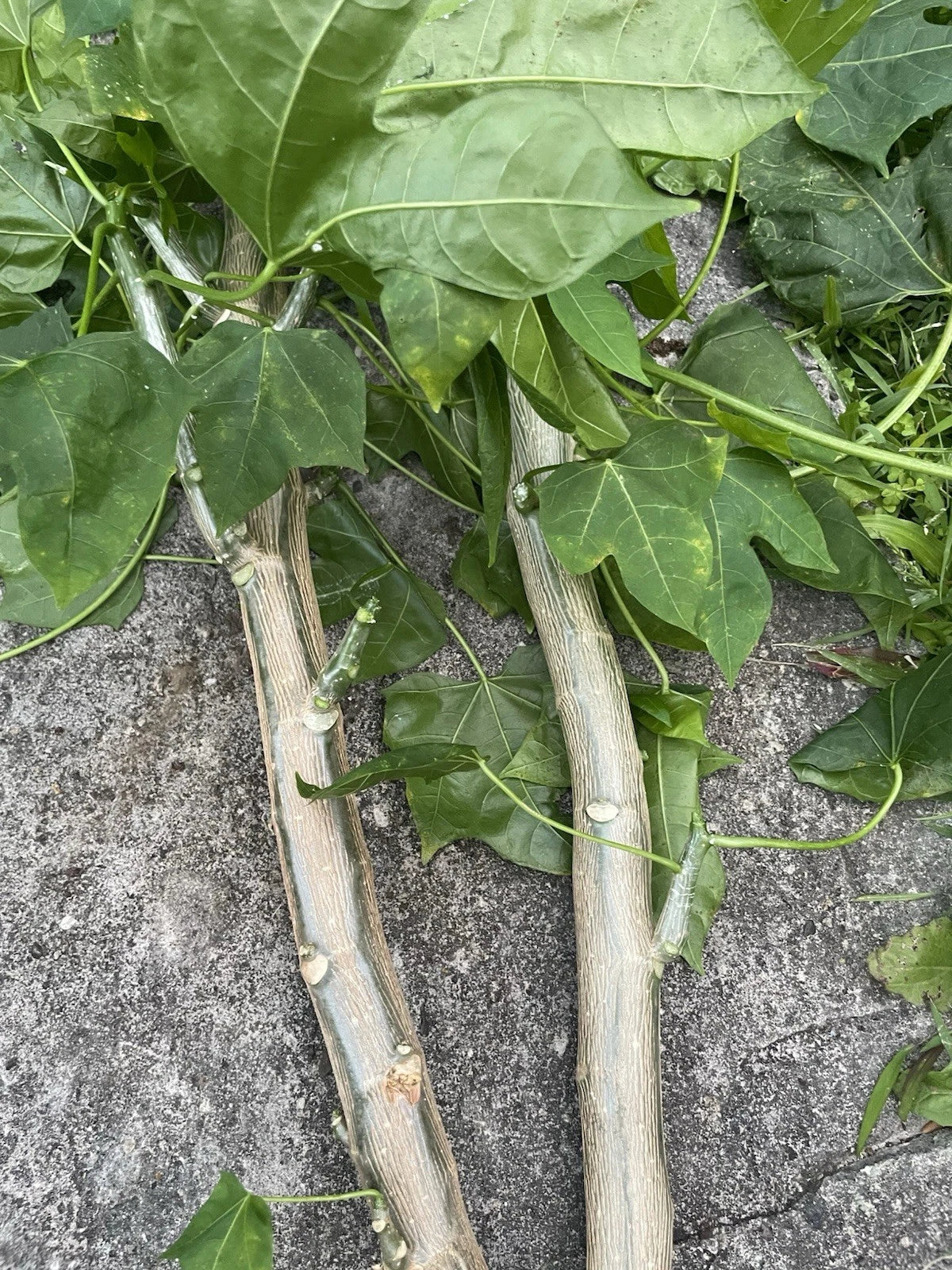 Hawaii Chaya Cuttings - 15 Superfood Plants in Volcanic Soil, Cnidoscolus chayamansa, Edible Leafy Shrubs