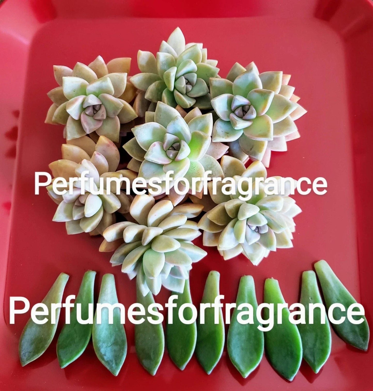 Graptopetalum paraguayense Succulent Cuttings - 8 Fresh Propagation Leaves - Indoor Drought-Tolerant Plant