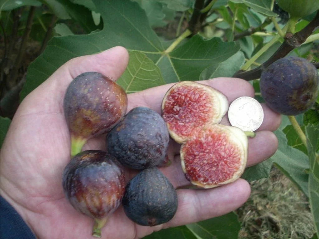 Fig Tree Cuttings - Ronde de Bordeaux - Black Figs - Ficus carica - 6 Pieces for Gardening & Propagation