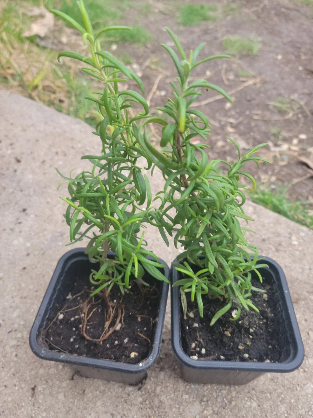 Organic Rosemary Herb Plant - Live 3-Inch Pot - Salvia rosmarinus - Certified Organic Culinary Herb
