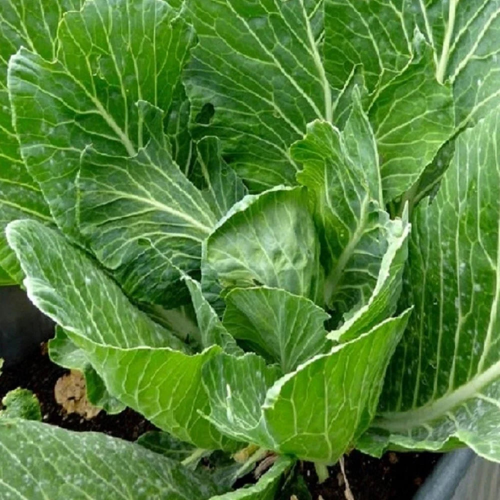 Vates Collards Seeds - Heirloom NON-GMO Vegetable Seeds for Home Garden, Brassica oleracea var. viridis