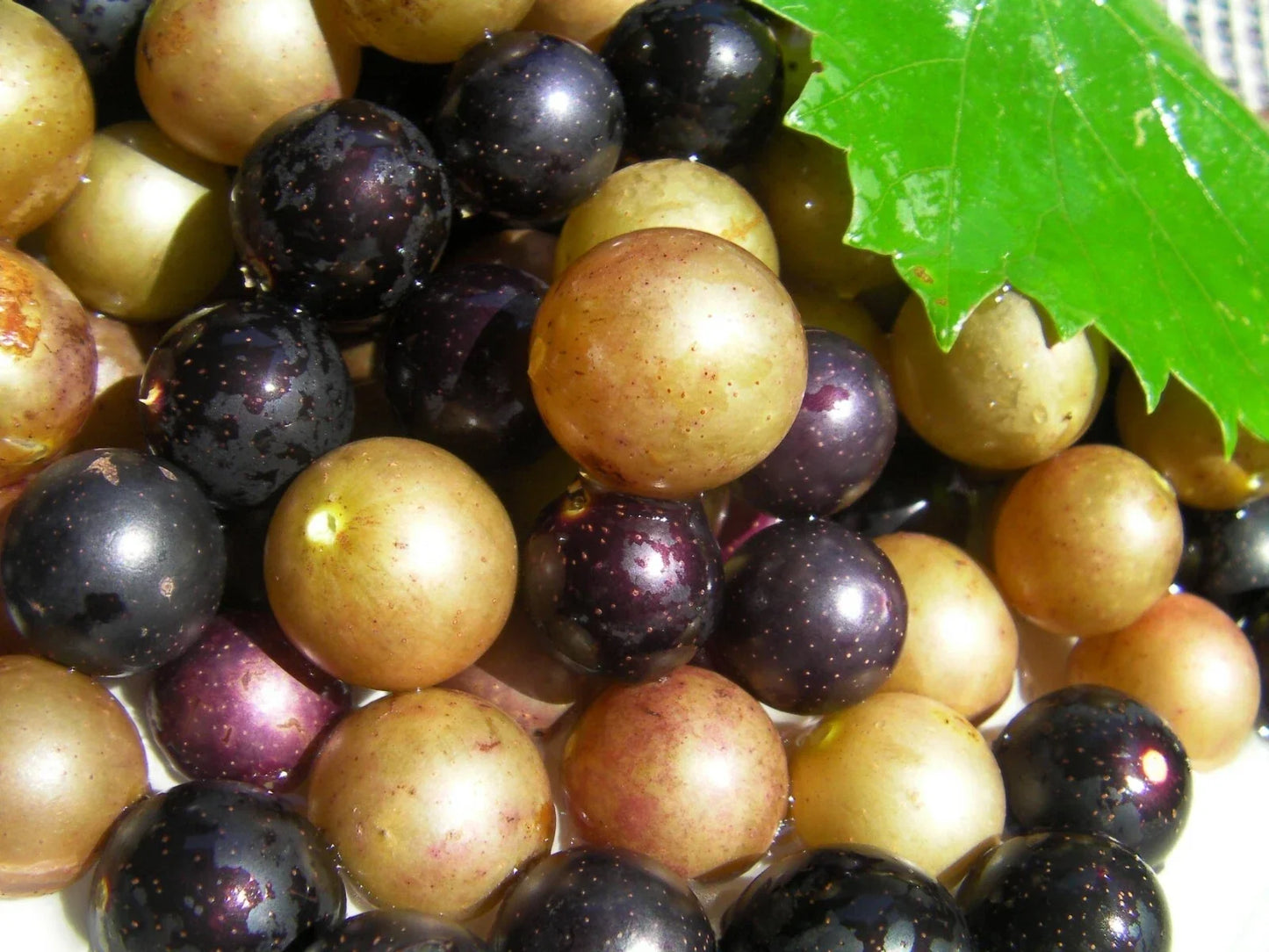 Organic Muscadine Grape Cuttings Mix - 100 Thin Cuttings of Bronze Carlos & Black Noble Vitis rotundifolia