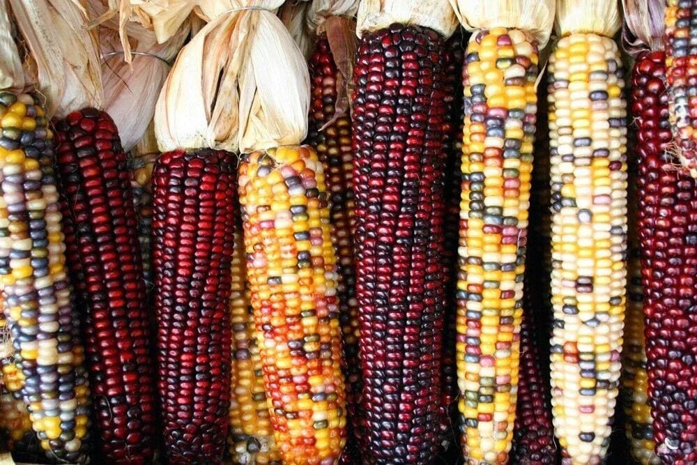 Treated Corn Seeds - Indian Ornamental Zea mays Non-GMO Pack for Garden & Landscaping