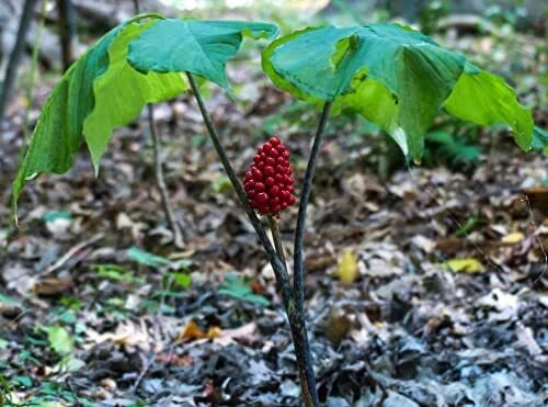 30 Wild American Ginseng Seeds - Panax quinquefolius Organic Heirloom Medicinal Herb