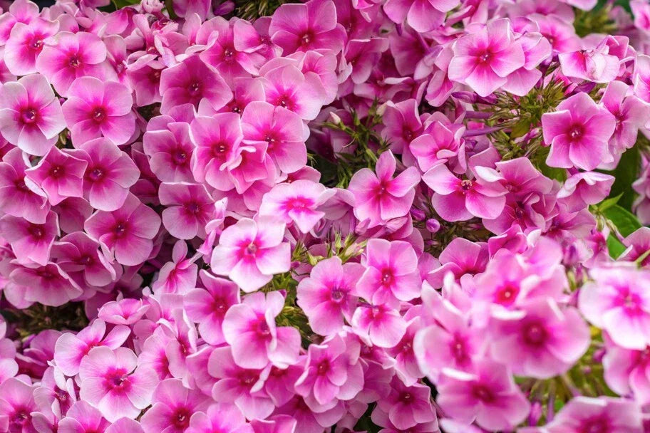 Phlox Seeds Monica Lynden-Bell Variety 100+ Count - USA Grown