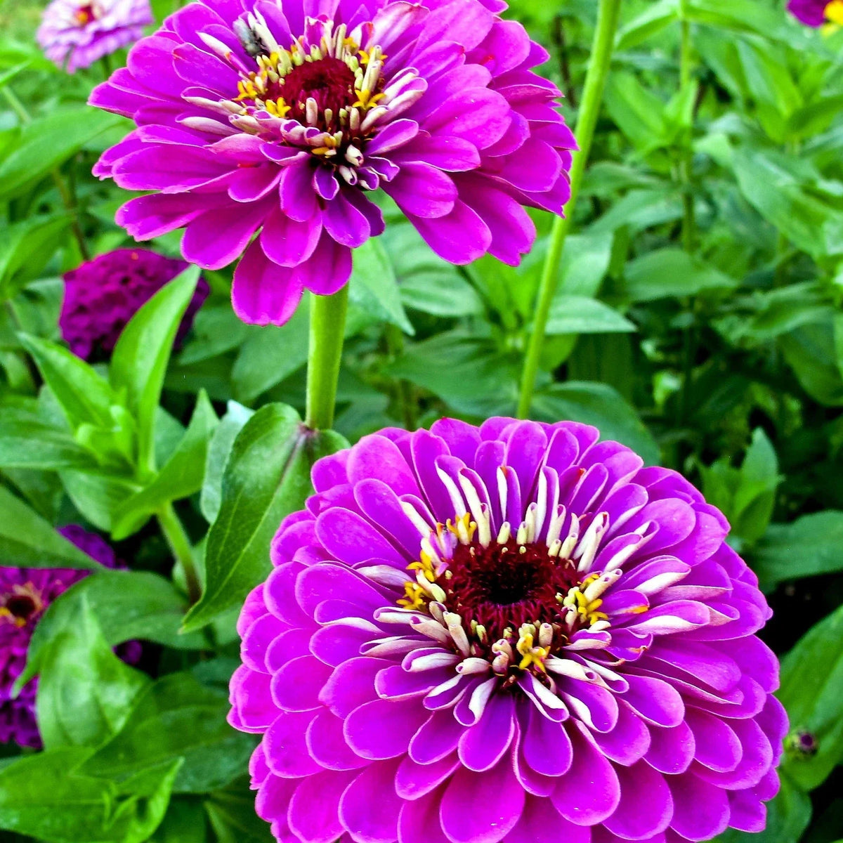 Purple Zinnia Seeds, Lavender Elegans Annual, Over 100 Seeds, Pollinator-Friendly, USA Grown, Free Shipping