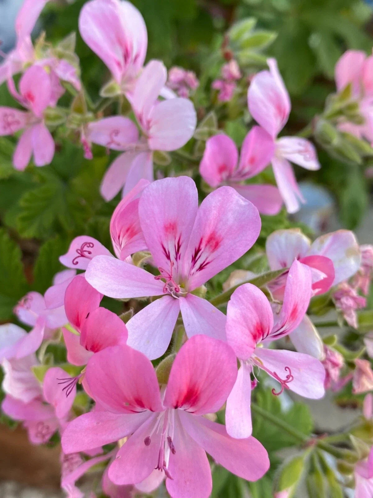Fragrant Light Pink Geranium Cuttings - 3 Rooting Grafting Pelargonium for Garden or Indoor Plants