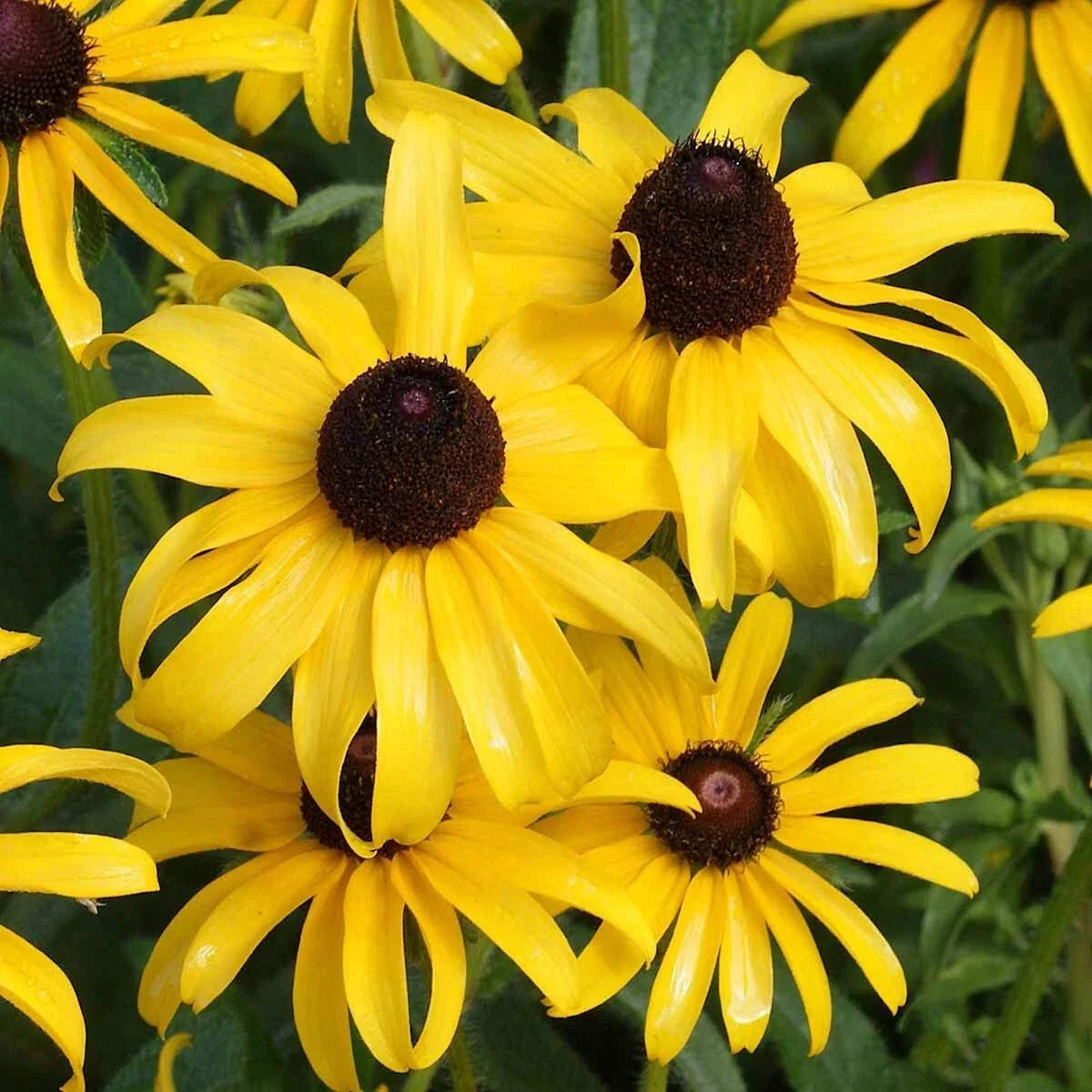 Black Eyed Susan Wildflower Seeds 1 Lb - Rudbeckia hirta - Native Perennial for Pollinators & Wildflower Gardens