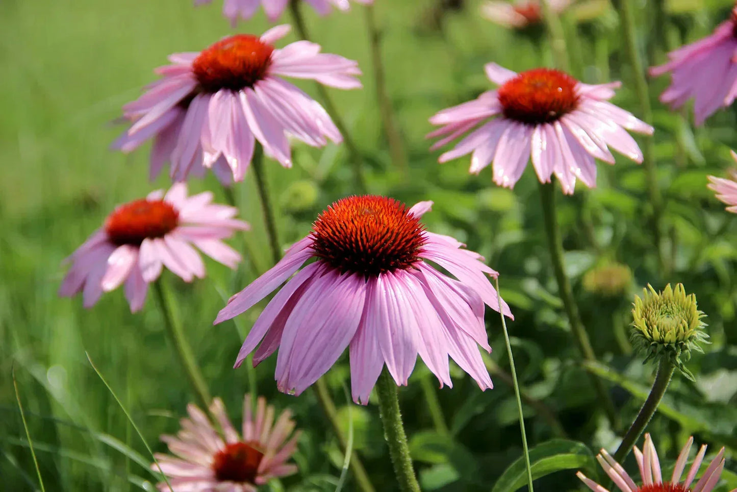 Light Purple Coneflower Seeds - 200+ Count Echinacea purpurea - Perennial Garden Plant USA
