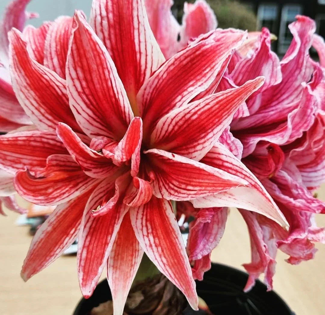 Doublet Amaryllis Jumbo Bulb 30/32cm - Red and White Variegated Hippeastrum Flower Bulb for Indoor Garden