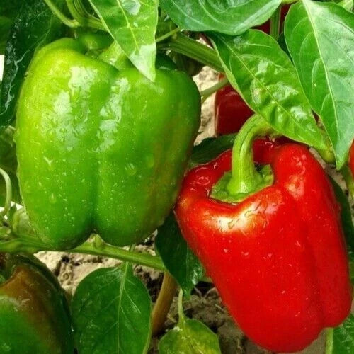 Chinese Giant Bell Pepper Seeds - Non-GMO, Sweet Green to Red, Capsicum annuum, 30+ Seeds for Garden, Container & Patio Growing