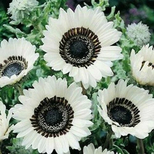 Snow White Sunflower Seeds - Perennial Helianthus annuus - 25 Pack for Garden, Cut Flowers & Pollinator Attracting