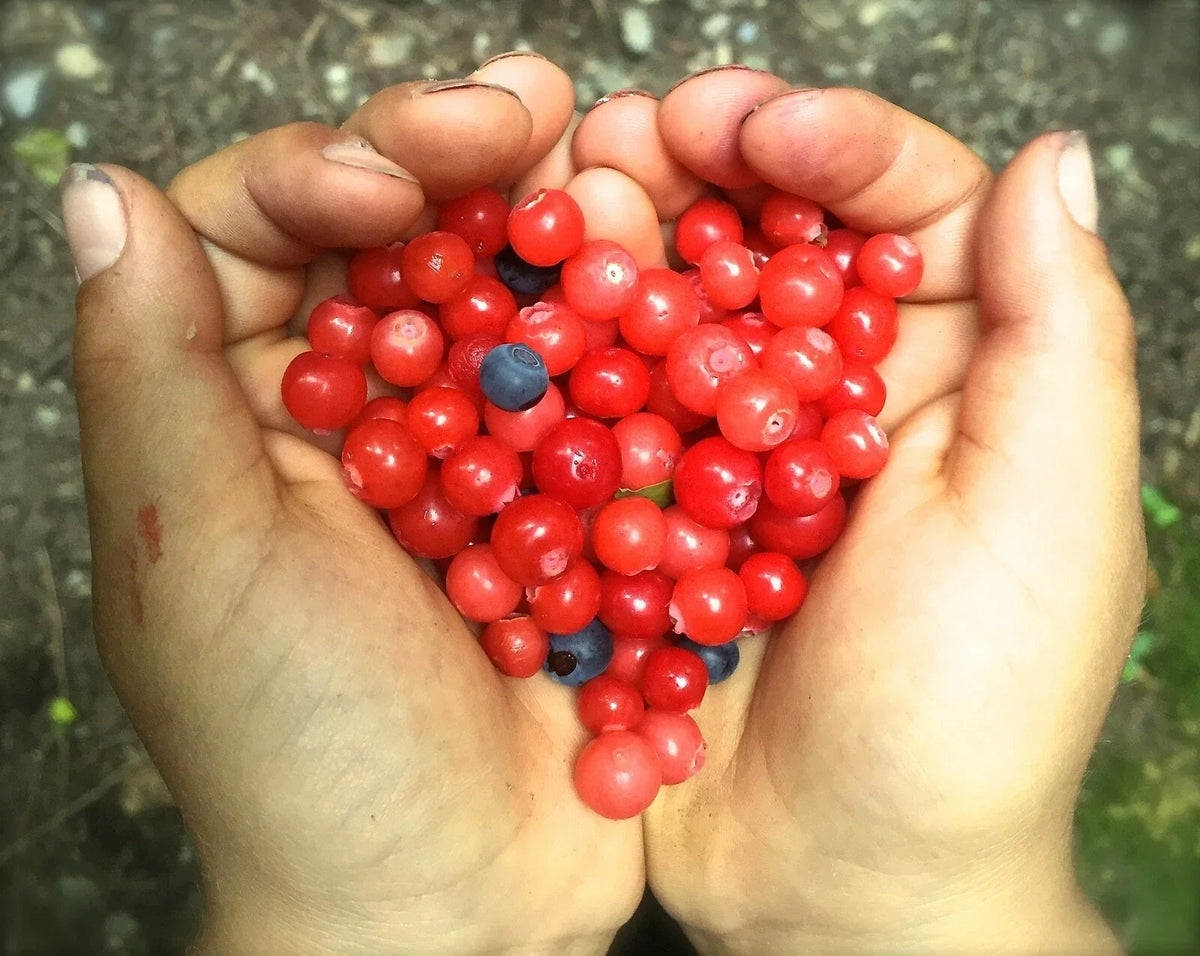 Black Gold Huckleberry Seeds - Vaccinium membranaceum - Native Berry Plant for Garden or Landscape, 30+ Seeds