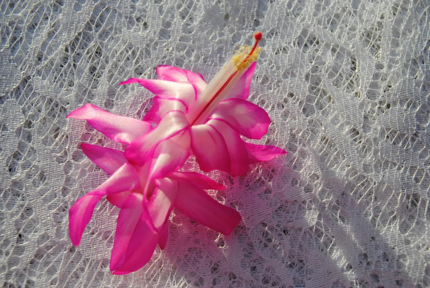 Christmas Cactus Starter Plant - Fairy Queen - Schlumbergera Truncata - Healthy, Well Rooted Indoor Plant