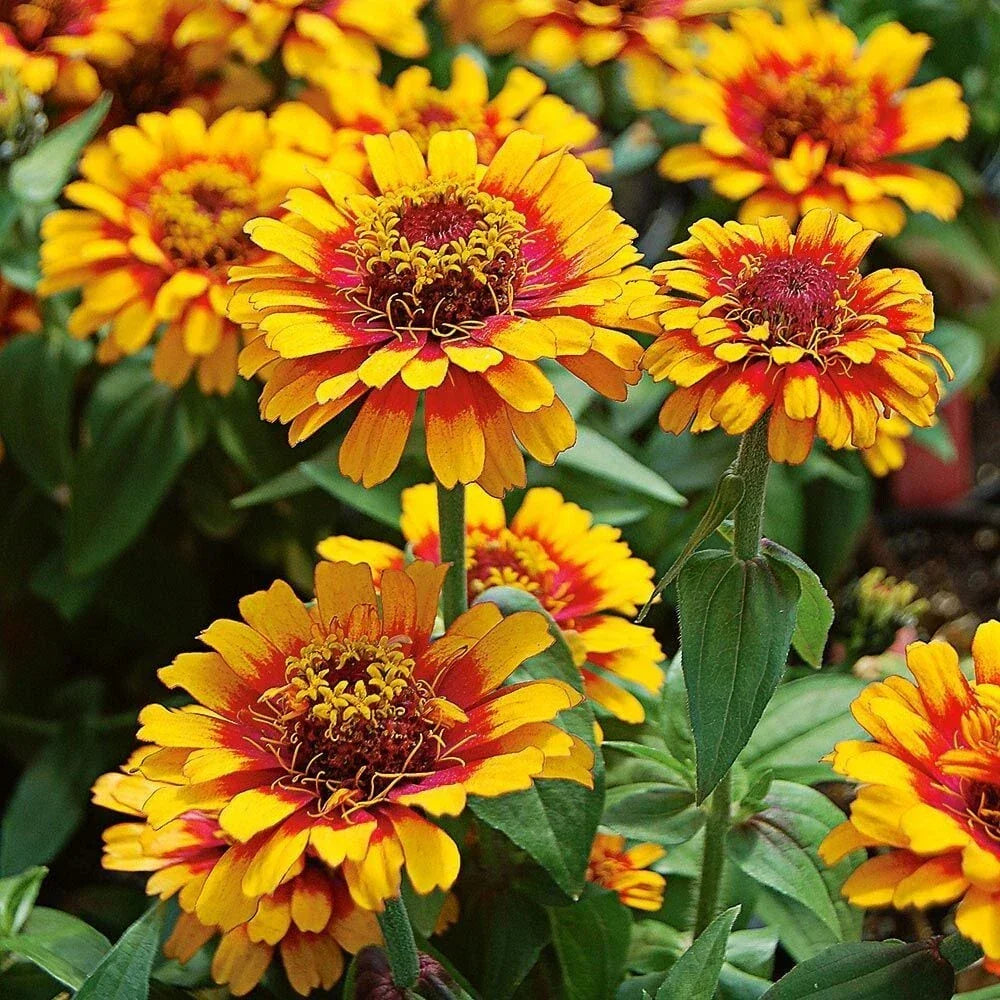 Zowie Yellow Flame Zinnia Seeds - 100+ Pack - Zinnia elegans - USA Seller