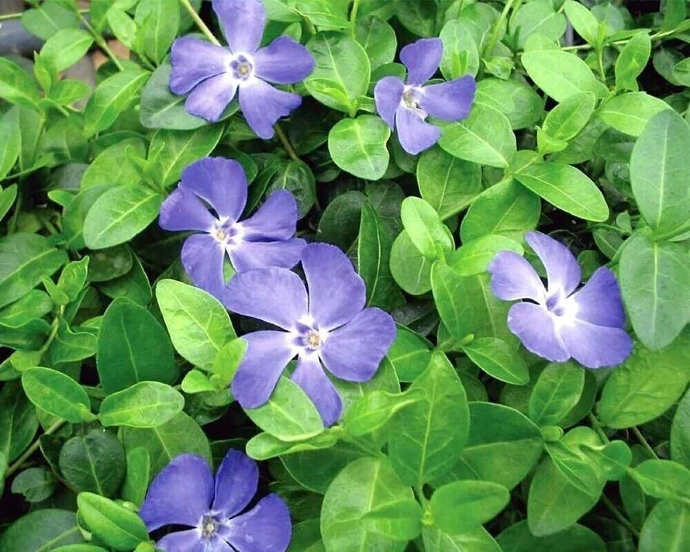 Creeping Myrtle Vinca Minor Ground Cover Plants – 35 Pack, Blue Flowers, Shade Tolerance, Drought-Resistant, Perennial Ground Cover