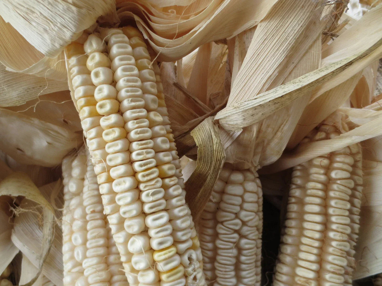 Hickory King White Corn Seeds - 20 Non-GMO Heirloom Zea mays Seeds for Grits, Meal, Tortillas