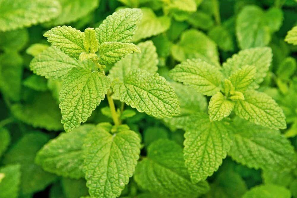 Lemon Balm Seeds - Melissa officinalis - Easy to Grow Herb for Garden Planting