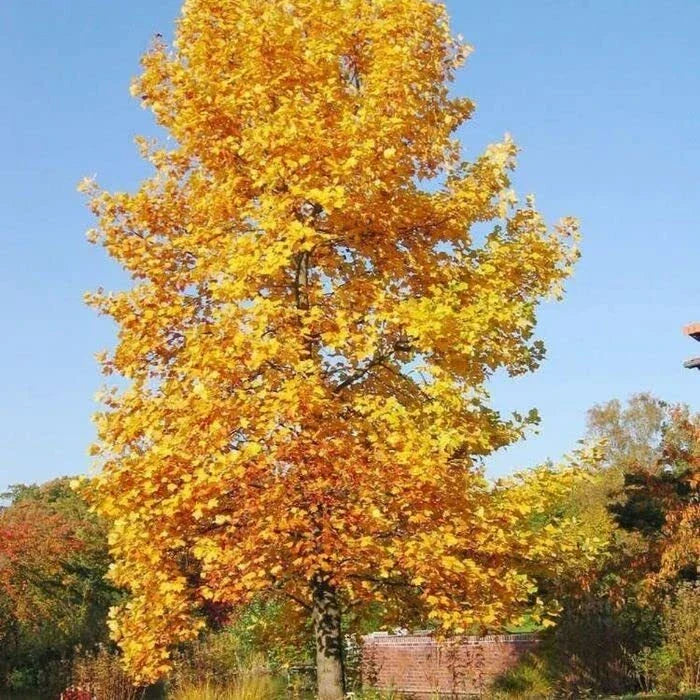 Tulip Poplar Tree Seedling | Live Liriodendron tulipifera Plant (1 Tree)