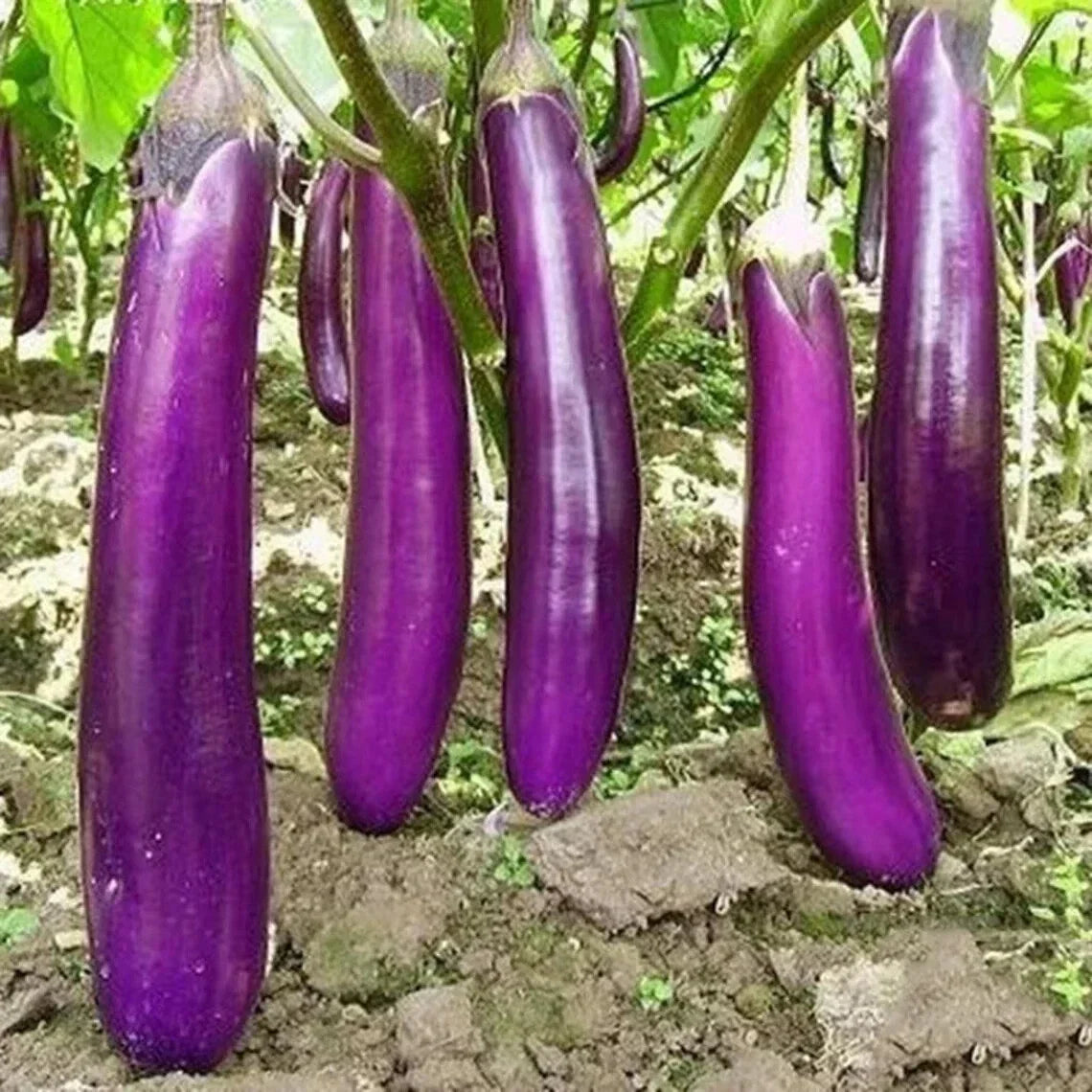 Long Purple Eggplant Seeds - Heirloom Solanum melongena, Organic Non-GMO Vegetable Seeds for Garden, Container, or Bed Cultivation