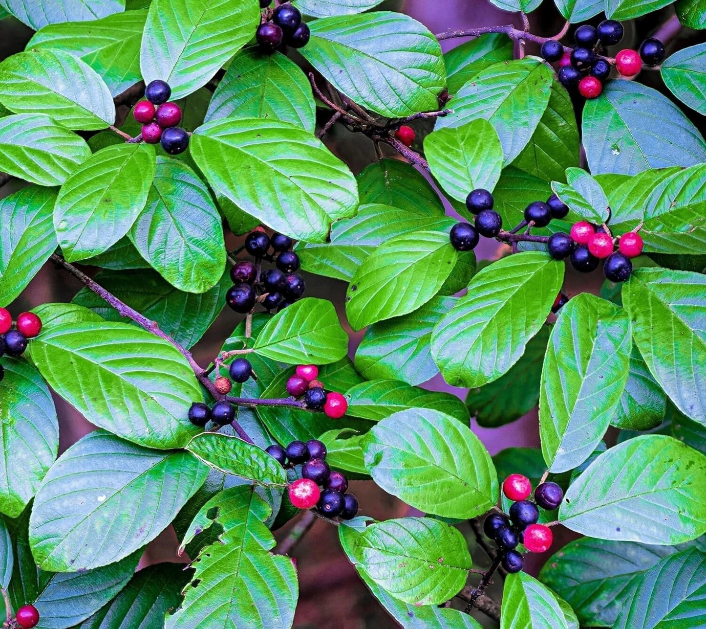 Carolina Buckthorn Seeds - 15 Pack - Rhamnus caroliniana Indian Cherry for Planting