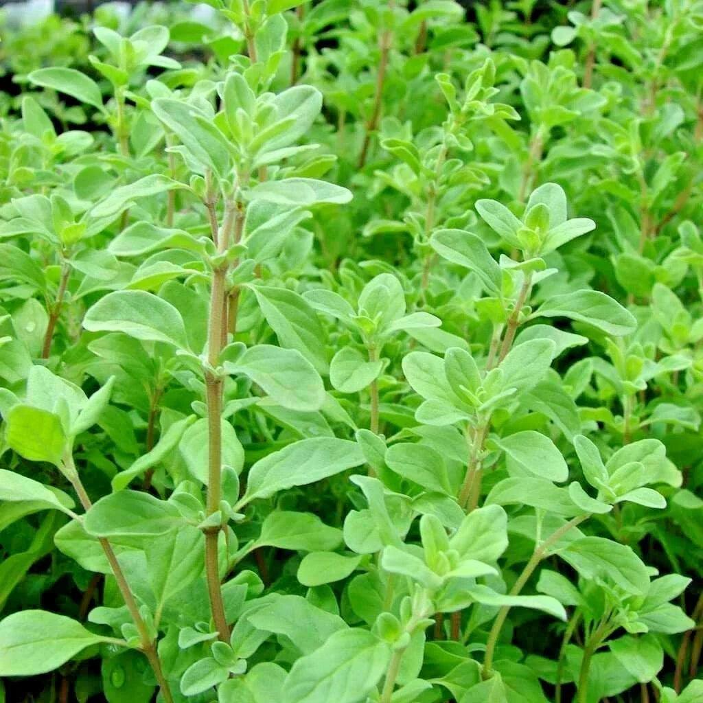 Sweet Marjoram Seeds - 1000+ Organic Herb Seeds for Indoor Garden - Origanum majorana