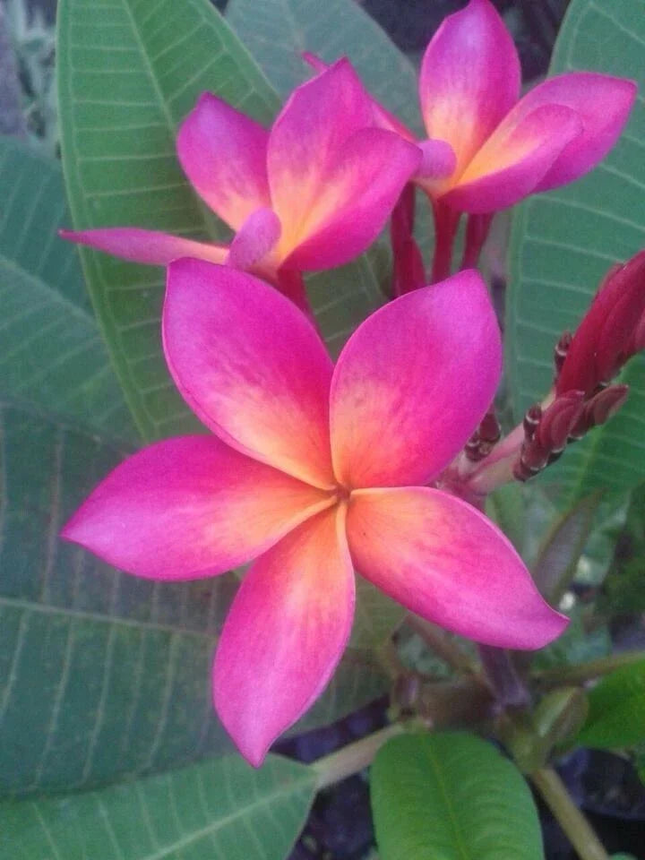 Bright Pink Orange Plumeria Seeds - Perennial Tropical Flower Seeds for Garden & Patio