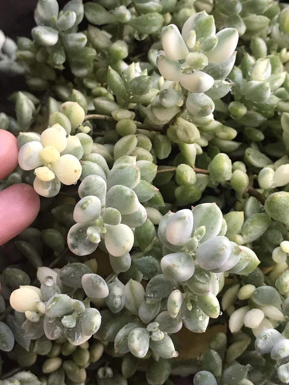 Rare Echeveria Pendens Variegata Cuttings – 4" Succulent Propagation Plant for Indoor Garden
