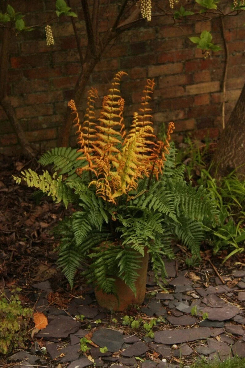 Dryopteris 'Jurassic Gold' Fern Bare Root Starter – Golden and Green Foliage, Hardy Perennial Shade Plant for Gardens & Woodlands