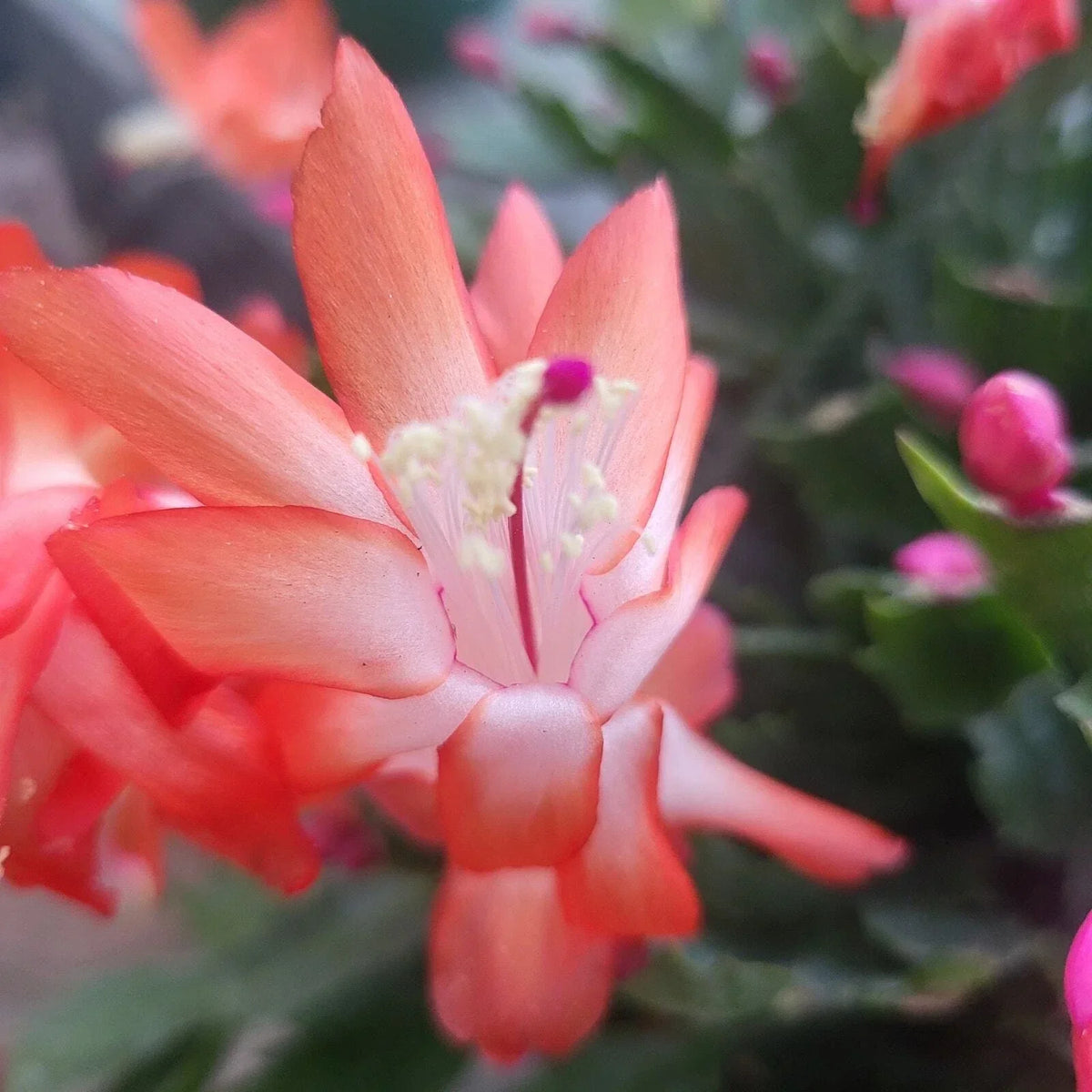 3x Thor Olivia Schlumbergera Truncata Cuttings | Jungle Holiday Cactus