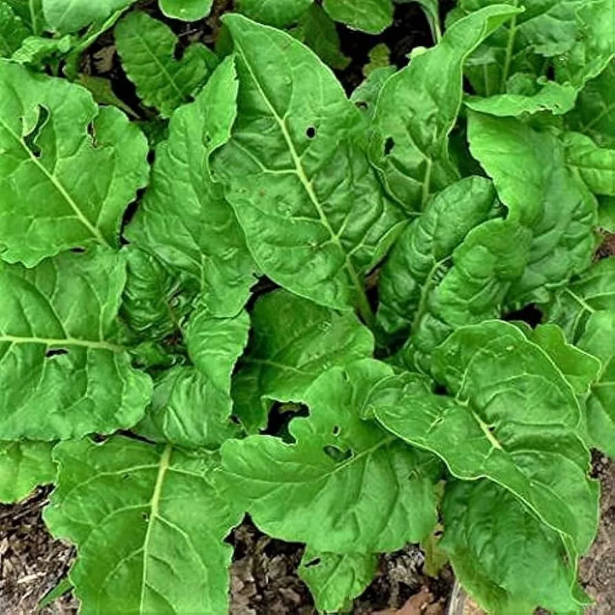 Perpetual Spinach Swiss Chard Seeds - Non-GMO Beta Vulgaris Cicla - Easy to Grow, Continuous Harvest, USA Grown, Free Shipping
