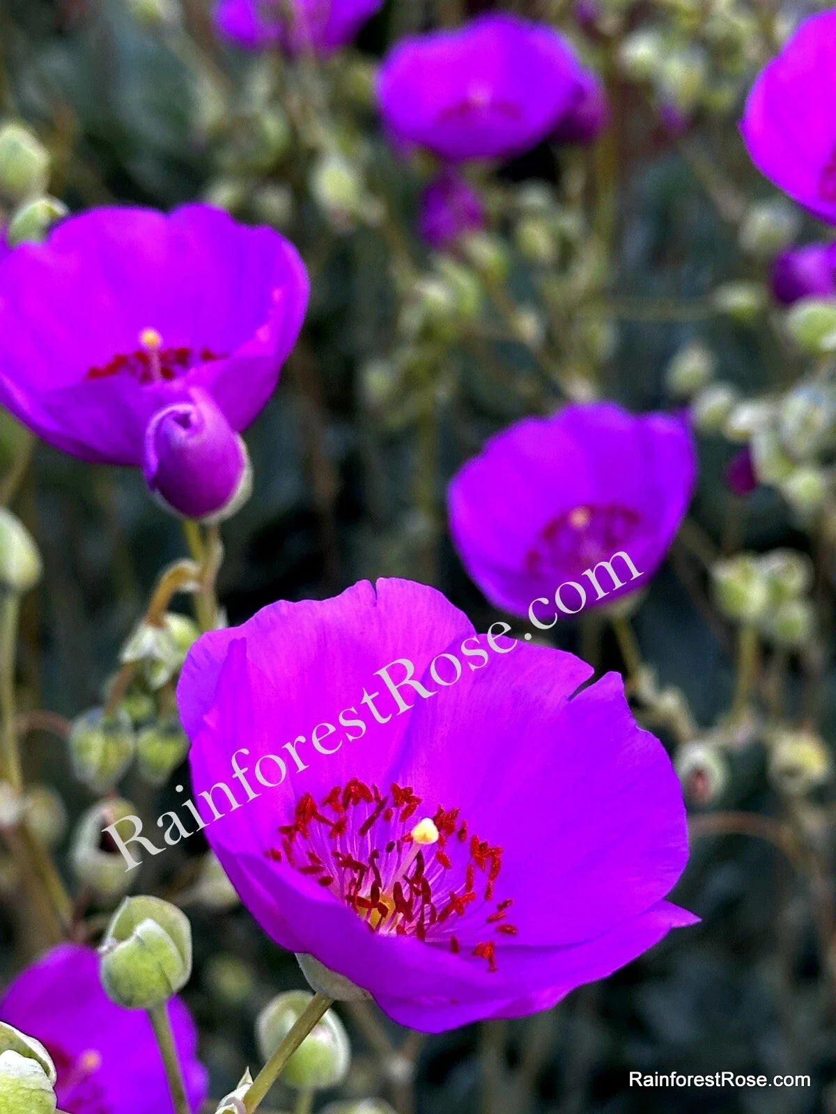 Purple Calandrinia Spectabilis Cuttings – 10 Fast-Growing Rock Purslane Propagation Material for Garden and Indoor Planting