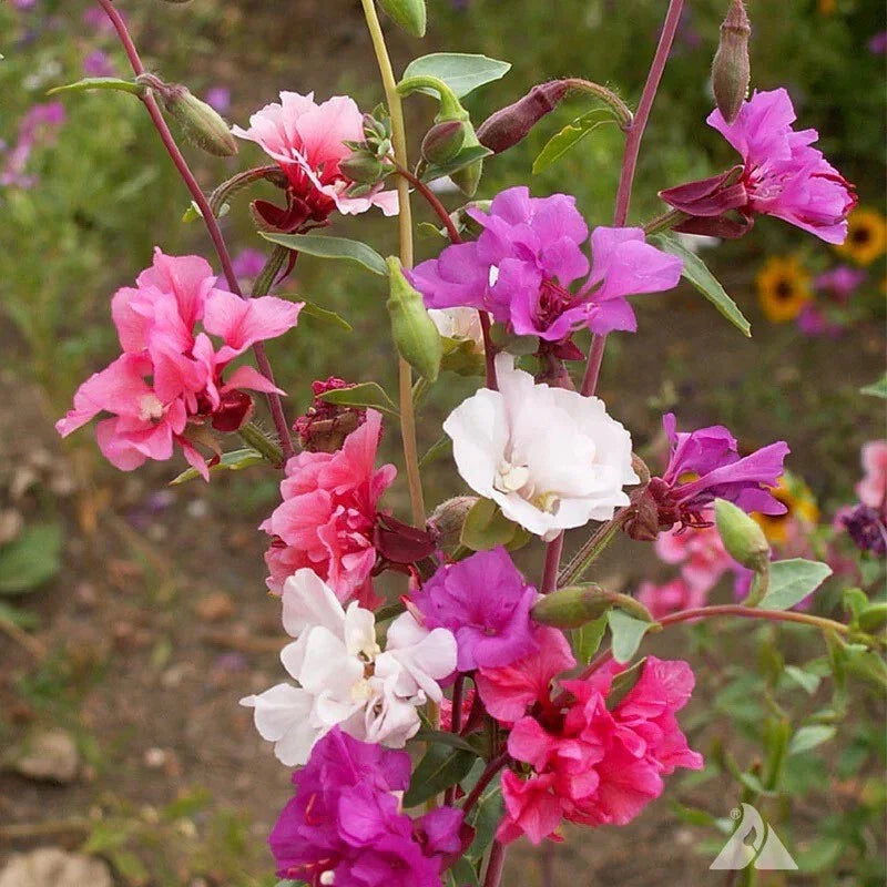 Clarkia Flower Seeds, Annual Wildflower Seeds, Clarkia Unguiculata, Pink Purple White, Non-GMO, Easy to Grow