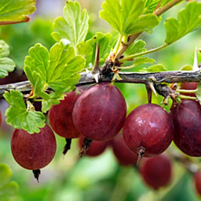 Hinnomaki Red Gooseberry Starter Plant, Rooted Cutting, Edible Ribes uva-crispa, Zones 3-7, Fruit Bush for Home Gardens