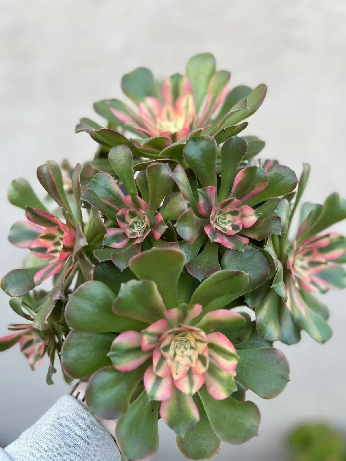 Aeonium Cutting - Concubine Variety Succulent Plant for Propagation and Gardening