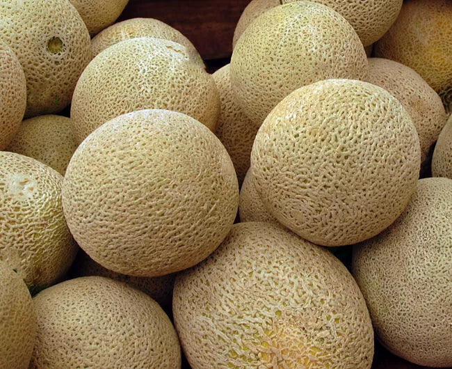 Honey Rock Cantaloupe Seeds – Non-GMO Melon Fruit Pack of 50+ Cucumis melo for Home Garden, Juicy, Sweet, Summer Harvest
