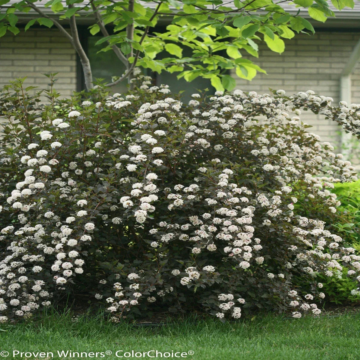 Ninebark Live Plant 12-18 Inches Bare Root Set of 2 | Physocarpus opulifolius