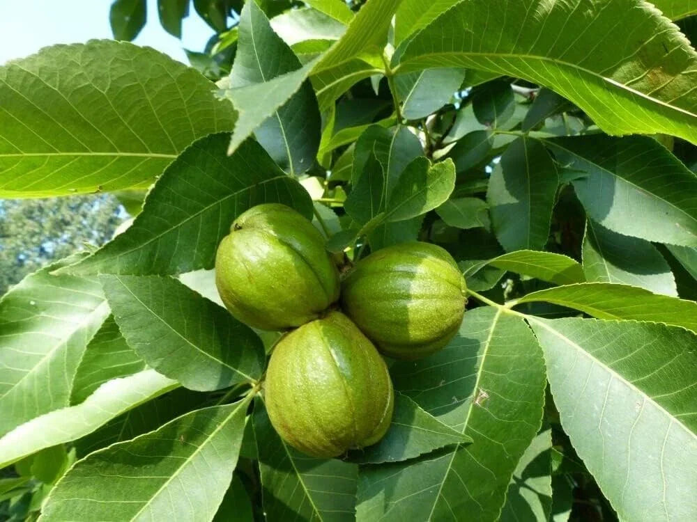 Butternut Tree Seeds - 5 Count - Juglans cinerea Exotic Fruit Tree Seeds