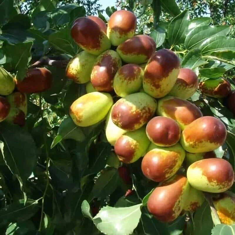 Jujube Cuttings 10+ Sherwood Variety Ziziphus jujuba for Home Gardening and Orchard Cultivation