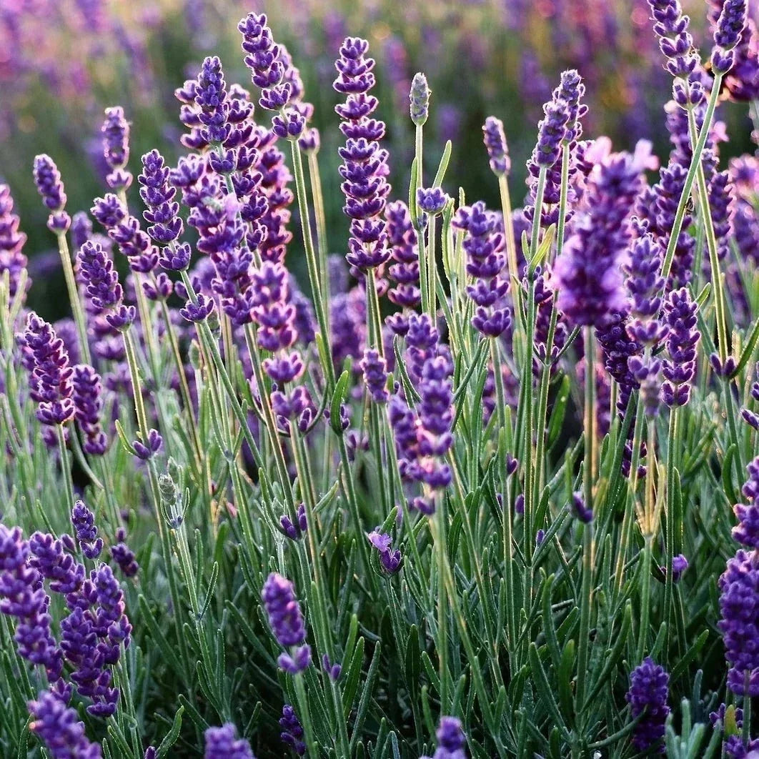Set of 2 Lavender Plants – Live Rooted Herbs – Fragrant Purple Blooms – Lavandula angustifolia – Drought-Tolerant, Perennial Garden Plants