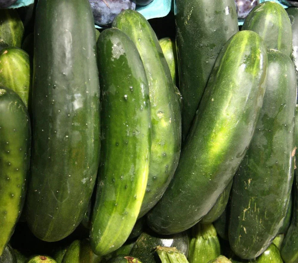 Straight Eight Slicing Cucumber Seeds - 250+ Non-GMO Heirloom Seeds for Home Garden