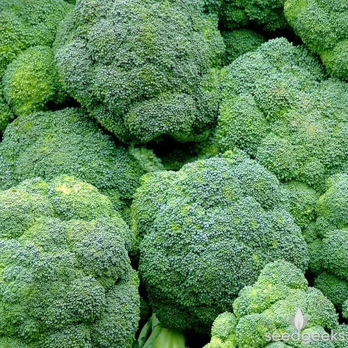 Broccoli Seeds 300+ Count Non-GMO Waltham 29 Vegetable Seeds for Home Gardening, Brassica oleracea