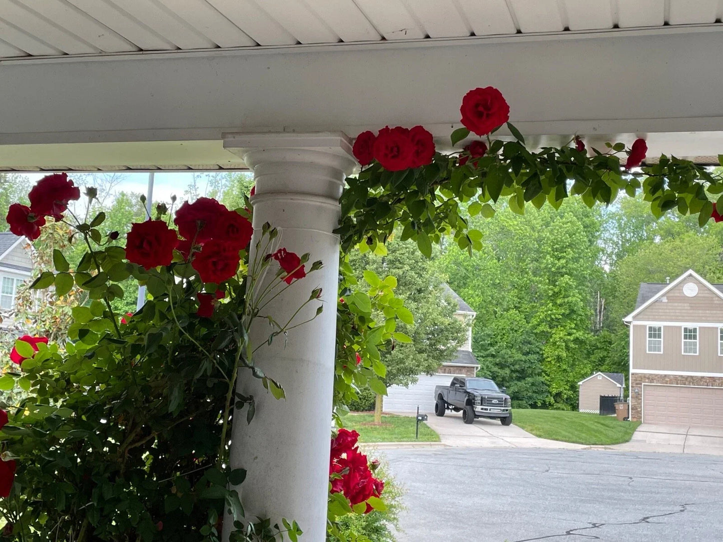 Lady In Red Climbing Rose Cuttings - 4 Live Plants, Everblooming Red Blooms, Climbing Rose, Rosa 'Lady In Red'