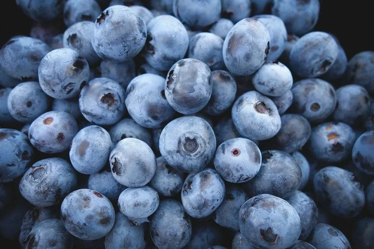 Highbush Blueberry Seeds - 200 Count - Vaccinium corymbosum Organic Blueberry Plant Seeds for Home Gardening