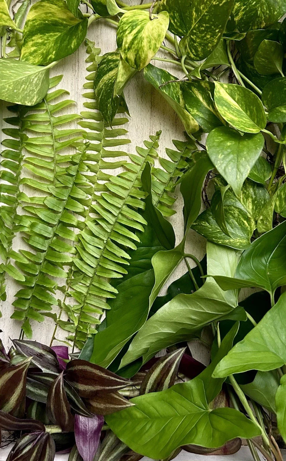 Rooted House Plant Cuttings 20 Pack | Pothos, Spider Plant, Snake Plant, ZZ Plant | Indoor Gardening & Propagation