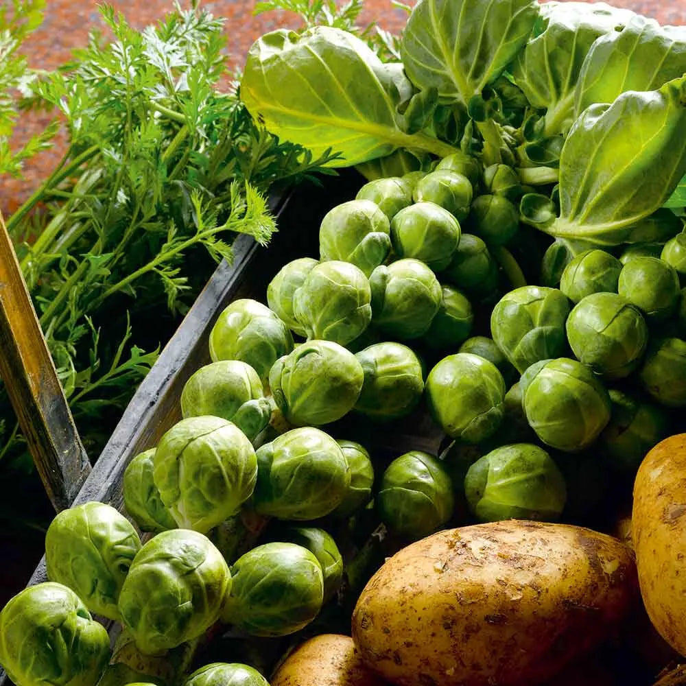 Nelson F1 Brussels Sprouts Seeds - 500+ High Yield Vegetable Seeds for Garden Planting