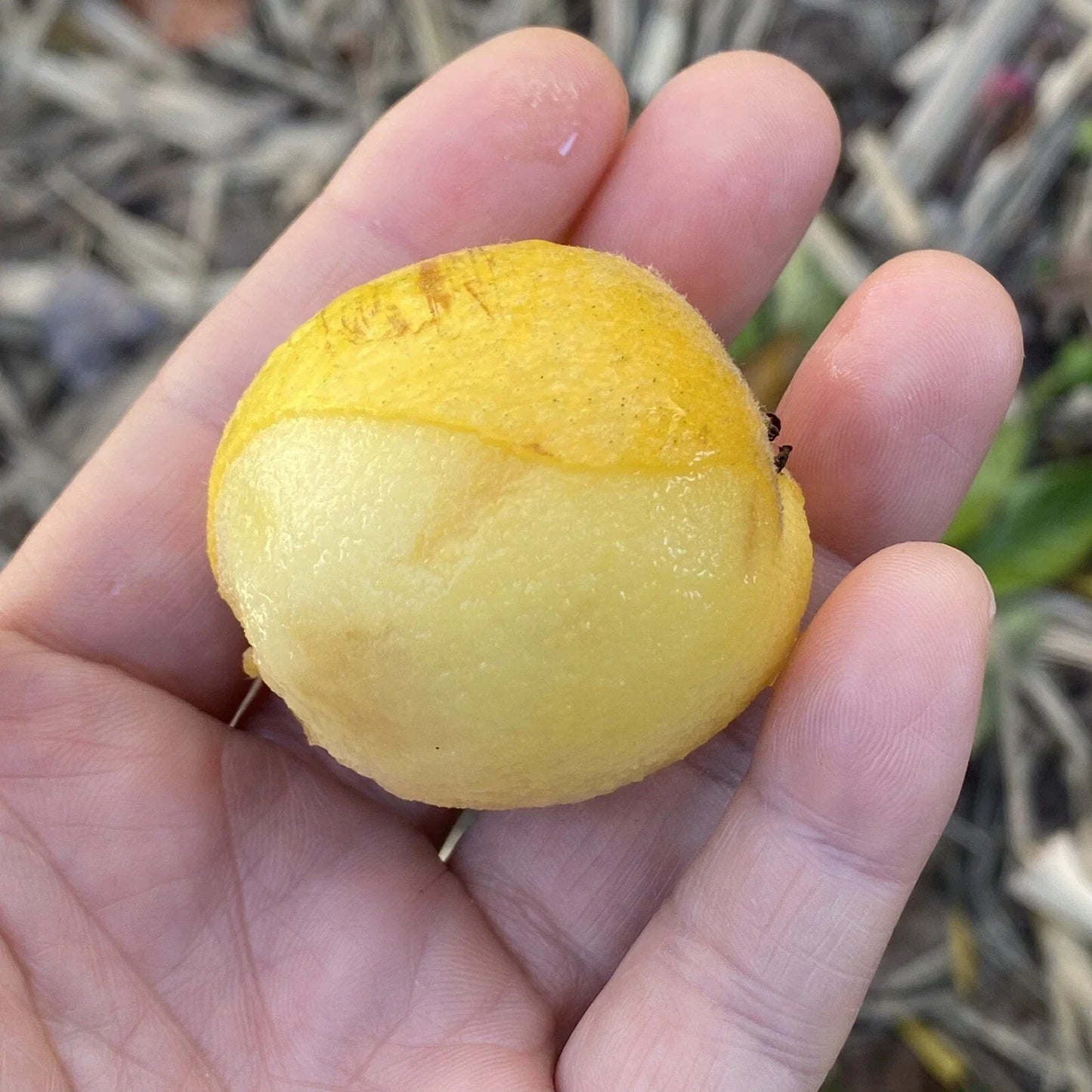 Loquat Grafting Scions Tori White Variety 3 Cuttings Eriobotrya japonica for Home Garden